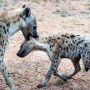 A Clan Of Hyenas Attacks Zaka Family
