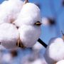 Government Releases $1.75 Billion As Part Payment To Cotton Farmers