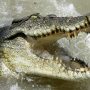 12-year-old Boy Narrates How He Escaped From A Crocodile