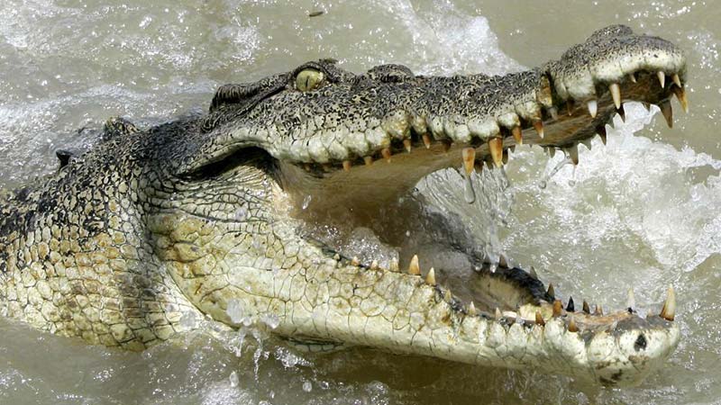 A 13-year-old Girl Killed In Crocodile Attack