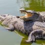 Update On Woman Arrested For Possession Of Crocodile Skins