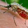 Mosquito carries the Malaria pathogen