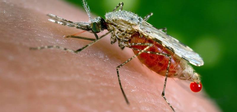 Mosquito carries the Malaria pathogen