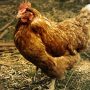 Man Kills Brother In Dispute Over A Hen