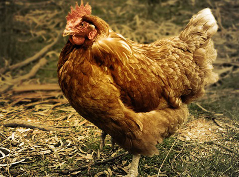 Finance Minister Says Govt Suppliers Selling A 2kg Pack Of Chicken At US$30