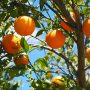 Citrus Production Declines From 10k Hectares To 5k Hectares - Govt