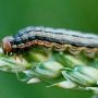 Armyworms
