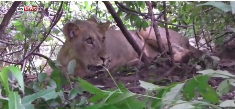 Lion Killed After Attacking A Mbire Man