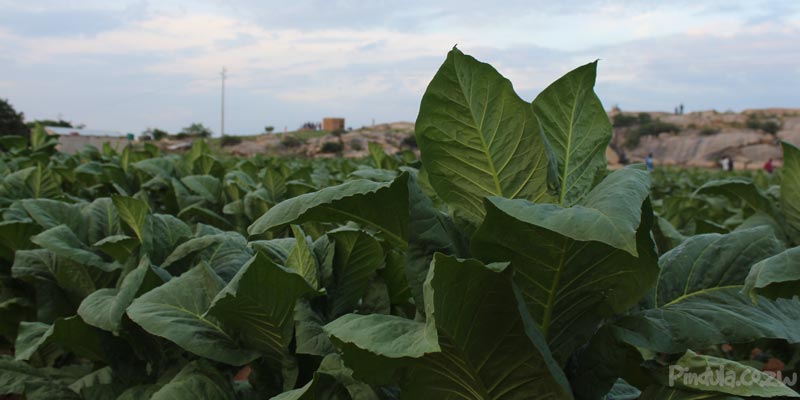 tobacco leaf, tobacco leaves