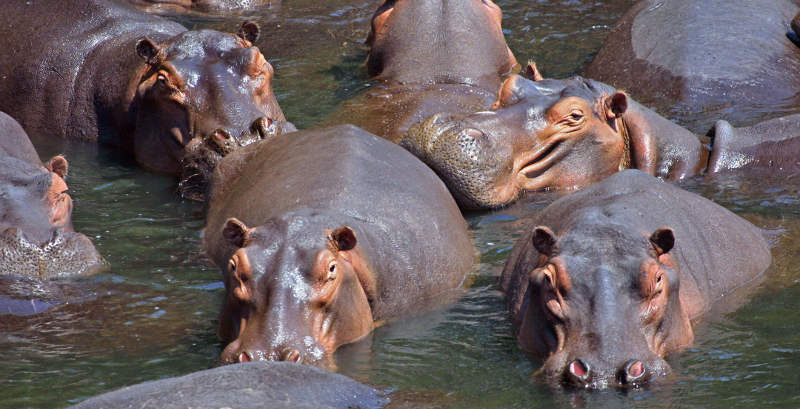 Two Belgian Zoo Hippos Test Positive For COVID-19, Quarantined
