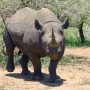 Poachers Found With Rhino Horn Worth US$120 000