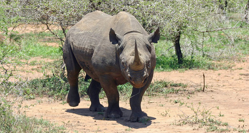 Poachers Found With Rhino Horn Worth US$120 000