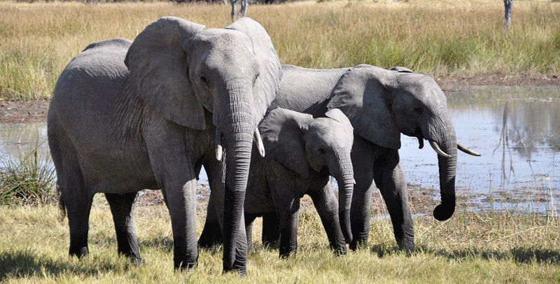 Elephants zimbabwe shoot elephant zanu pf son officials' trample