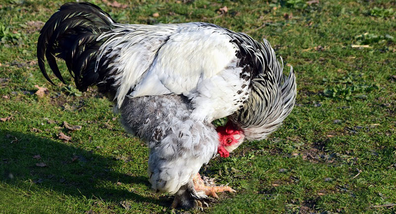 Man Jailed For Murdering His Wife Following Dispute Over Road Runner Chicken
