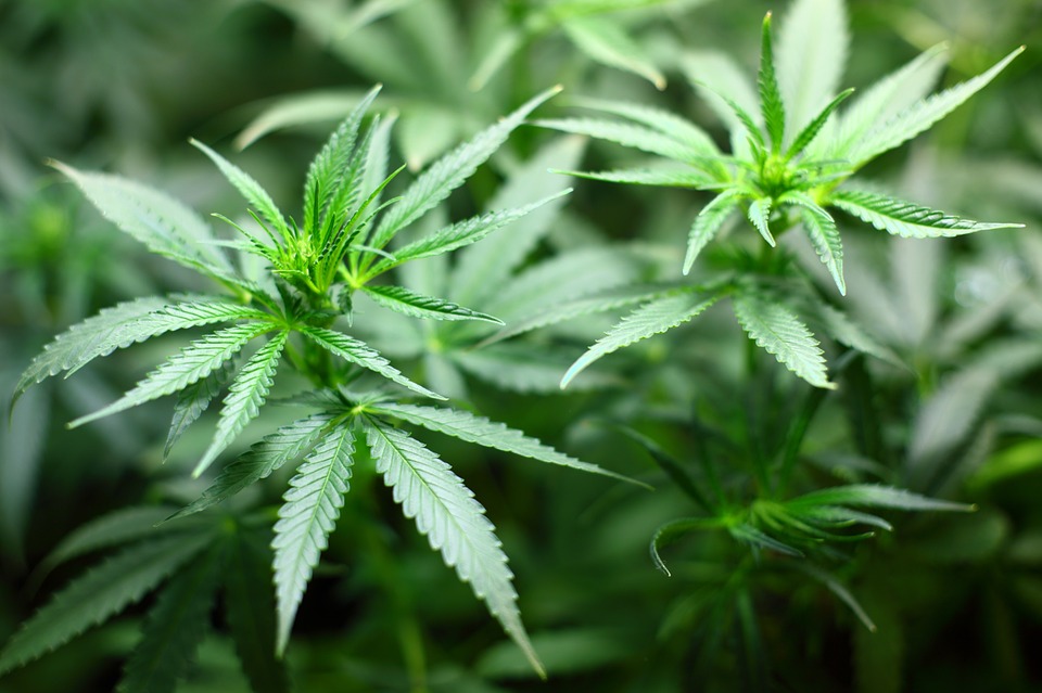 Mbanje Marijuana Plants victoria falls woman $40m marijuana