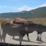 Cows In The Road, Cattle