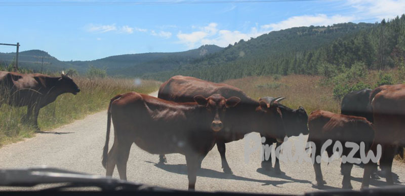 Cows In The Road, Cattle