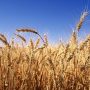 Minister Says 4 000 ha Of Wheat Have Been Damaged By Rains