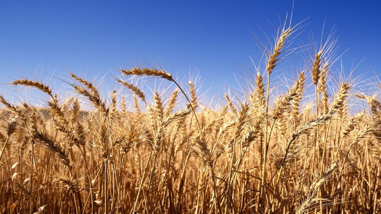 Govt Says 300 Combine Harvesters Secured For Wheat Harvesting