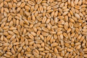 Wheat