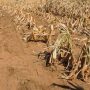 Zimbabwe Expects Maize Harvest To Fall By Almost Half In 2021/22 Season