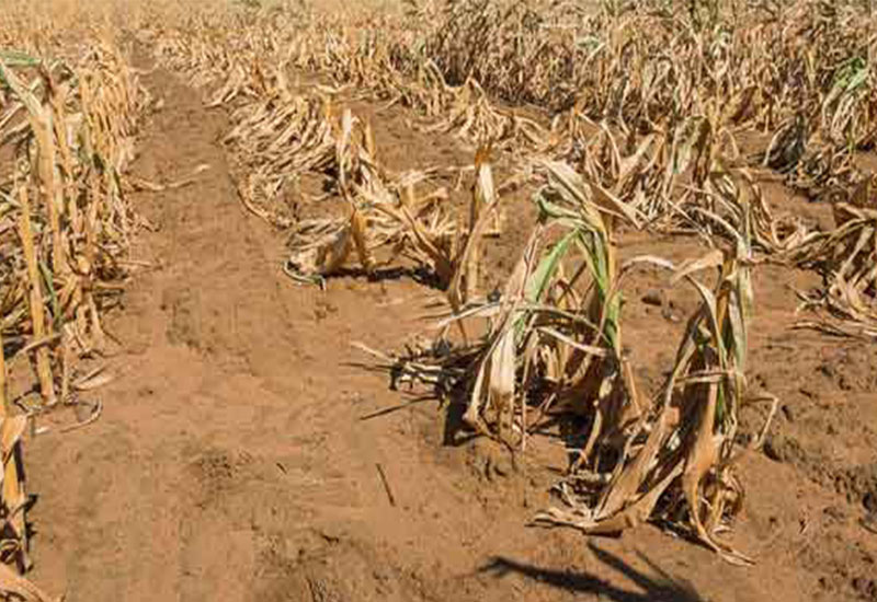 Zimbabwe Expects Maize Harvest To Fall By Almost Half In 2021/22 Season