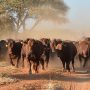 Cattle Rustlers Hit On Gutu, Masvingo Farmers