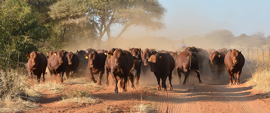 Veterinary Services Department Speaks On 12 Cattle From Gokwe North Shot