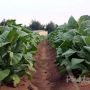 Tobacco Contractor In Limelight For Short-changing Farmers