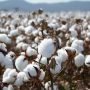 Government Unveils $502 Million To Settle Outstanding Subsidies To Cotton Farmers