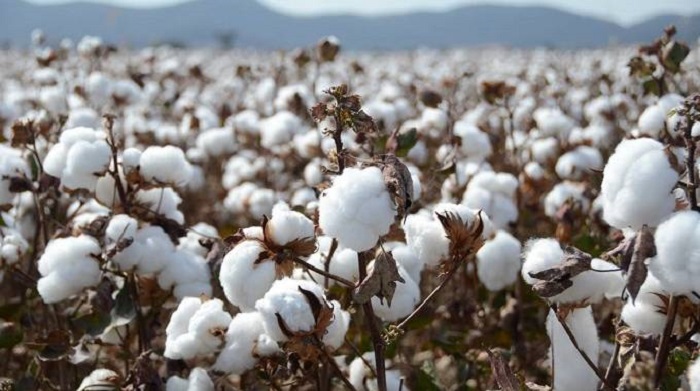 Government Unveils $502 Million To Settle Outstanding Subsidies To Cotton Farmers