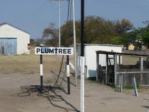 Plumtree