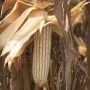 PSC Commissioner "Invades" Farm In Mazowe In Defiance Of Court Order