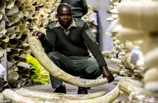 Duo Arrested After Trying To Sell Ivory To An Uncover Police Officer