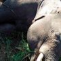 Zimparks say they have identified the disease that killed 20 elephants in Hwange National Park