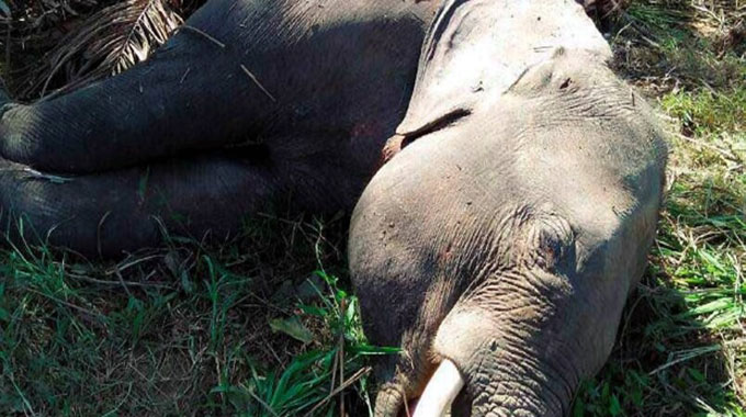 Zimparks say they have identified the disease that killed 20 elephants in Hwange National Park
