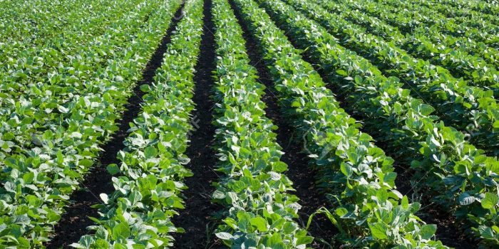 Cooking Oil Producer Ready To Fund Soya Beans Farming – Pindula News