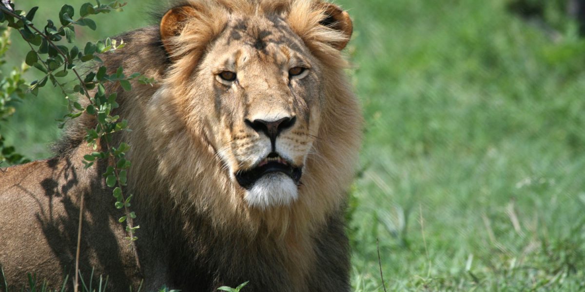 Police Arrest Men Found With Ivory, Lion Teeth