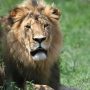 Police Arrest Men Found With Ivory, Lion Teeth