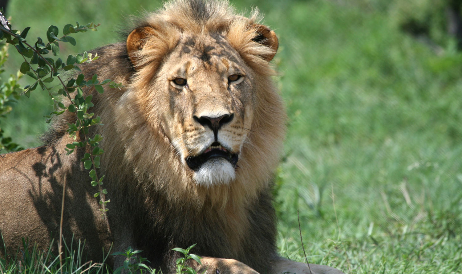 Animal Rights Activists Focusing On Saving Animals At The Expense Of People’s Lives – ZimParks