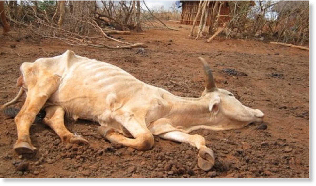 The 2019 Drought Killed Over 21K Cattle Report Pindula News