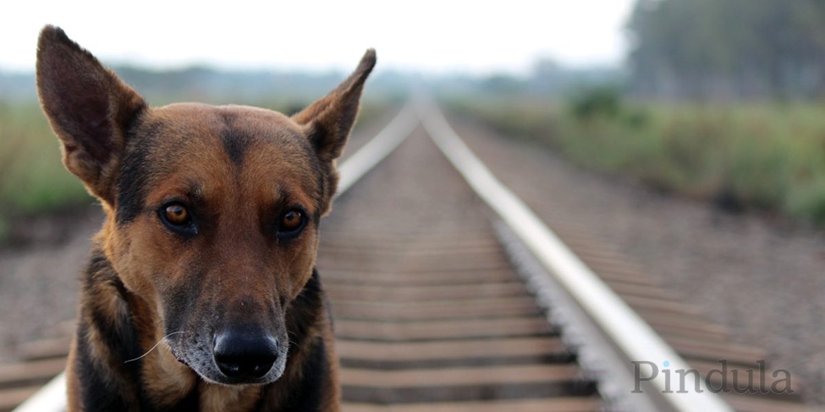 Railway Line dog seven-year-old boy facial reconstruction