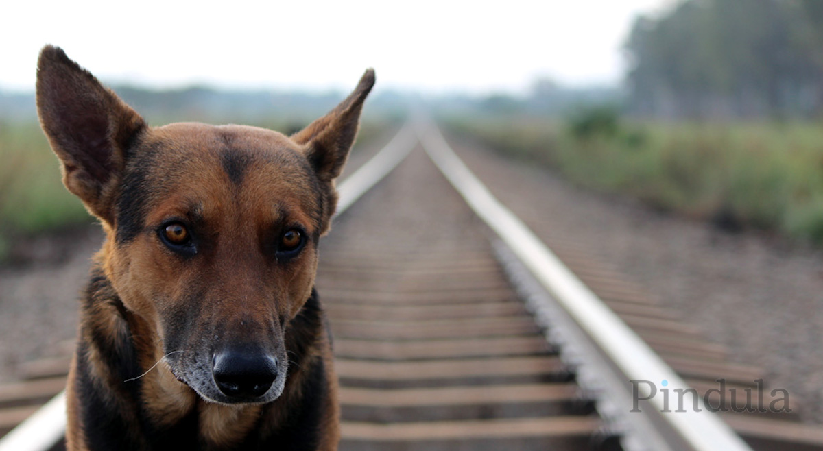 Fireworks Are Bad For Animals. Please Be Considerate When You Celebrate The New Year