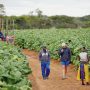 White Farmer Lamd reform MDC Distribution