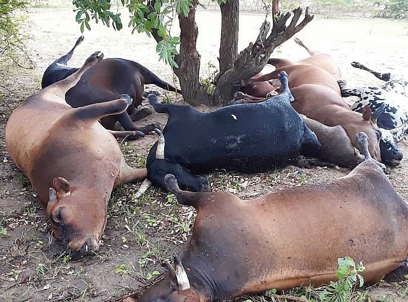 Villagers fearful cattle die COVID-19