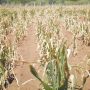 Drought-prone Matabeleland South Faces Hunger