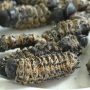 Baby Ran Over By A Scotch Cart While Its Mother Was Harvest Mopani Worms