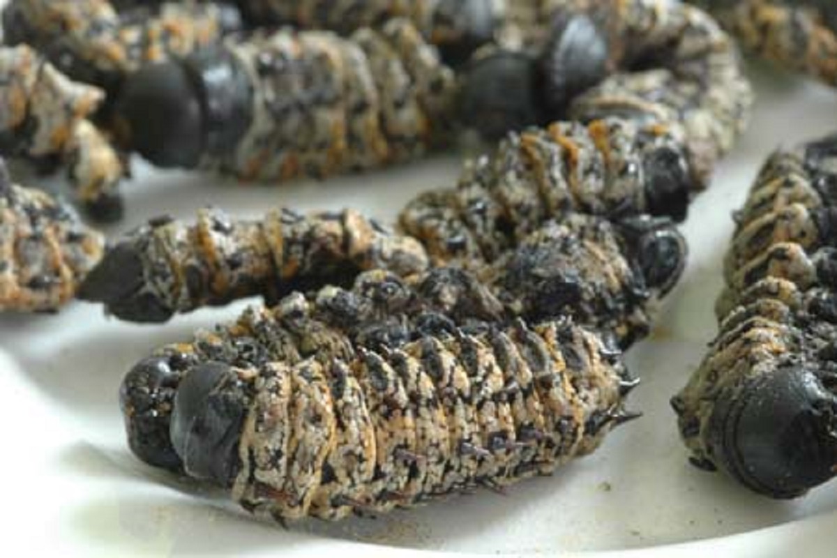 Mopani Worm Armed Robber Caught While Hunting For Buyers