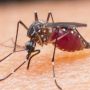 Malaria Cases On The Decrease - Health Ministry