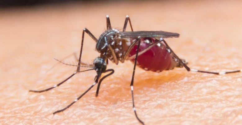 Malaria Cases On The Decrease - Health Ministry